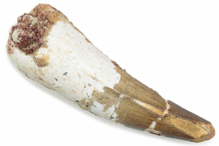 Fossil Spinosaurus Tooth - Real Dinosaur Tooth #376578